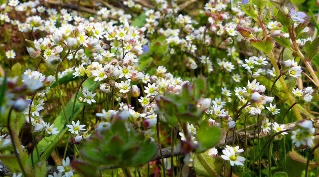 Frühlings-Hungerblümchen (Draba verna)