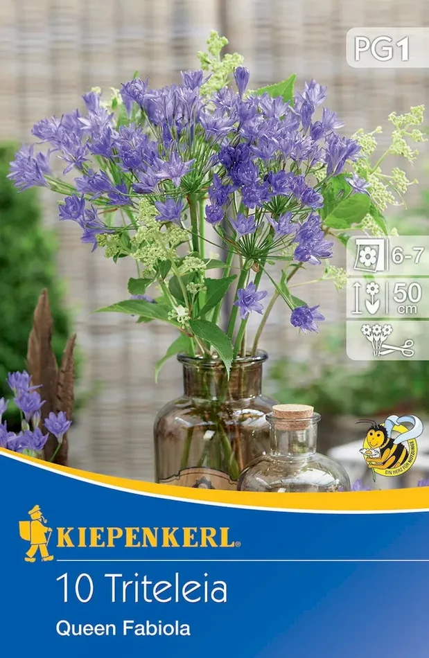 Frühlingsstern Königin Fabiola