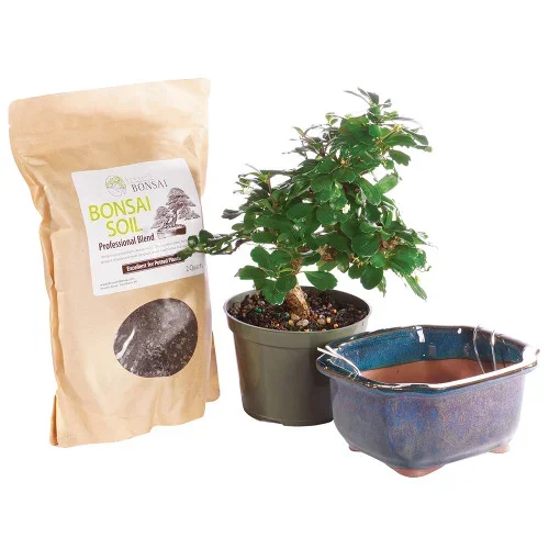 Fukien Tea – Pot It Yourself – CTFT6PIY