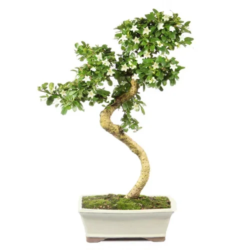 Fukien Tea – ST0124FT-J
