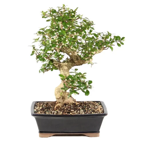 Fukien Tea – ST9825FT-C