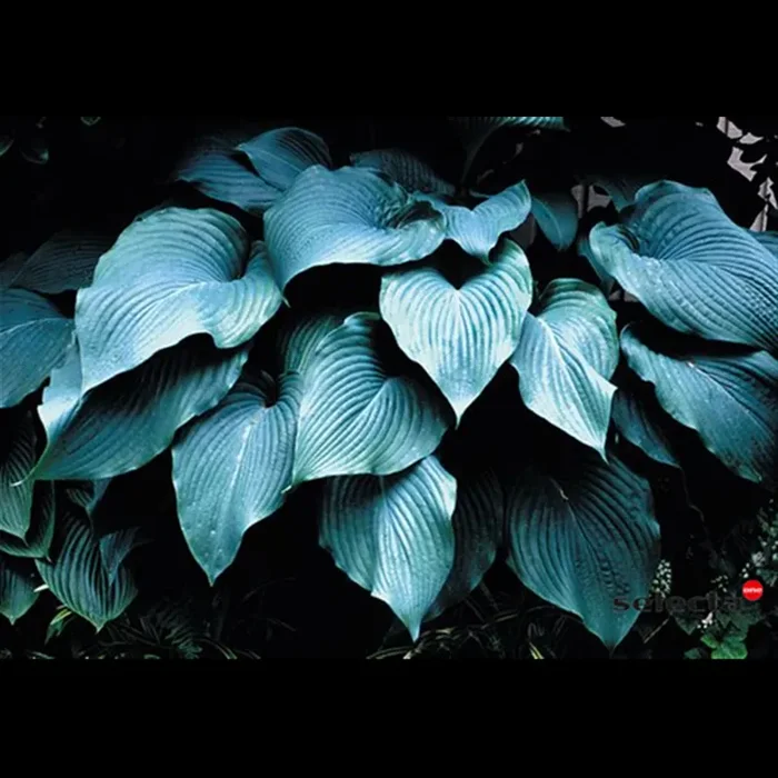 Funkie ‚Blue Angel‘