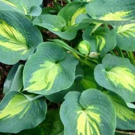 Funkie (Hosta x cultorum) Dream Queen