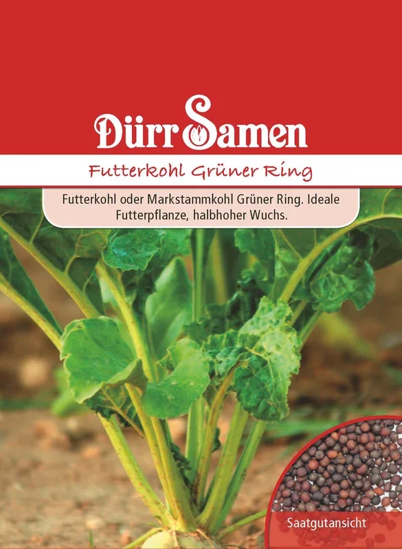 Futterkohl Grüner Ring