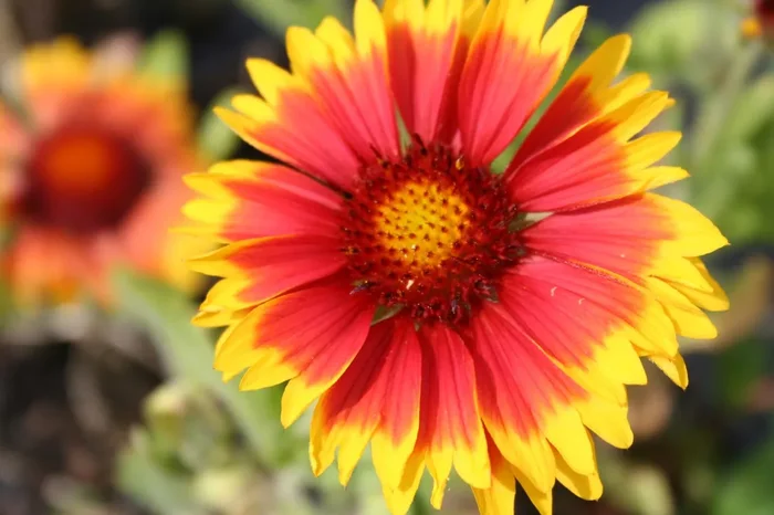 Gaillardia x grandiflora ‚Kobold‘ (Großblumige Kokardenblume)