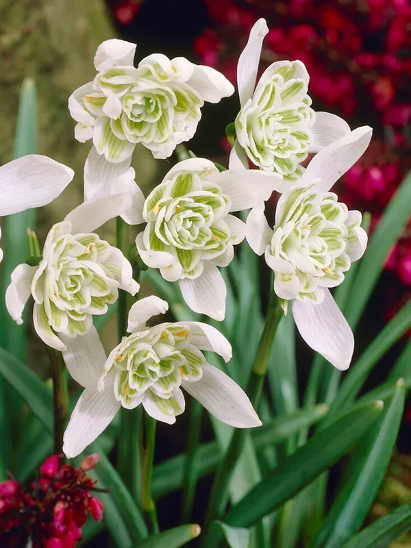 Galanthus Nivalis Flore Pleno (Schneeglöckchen)