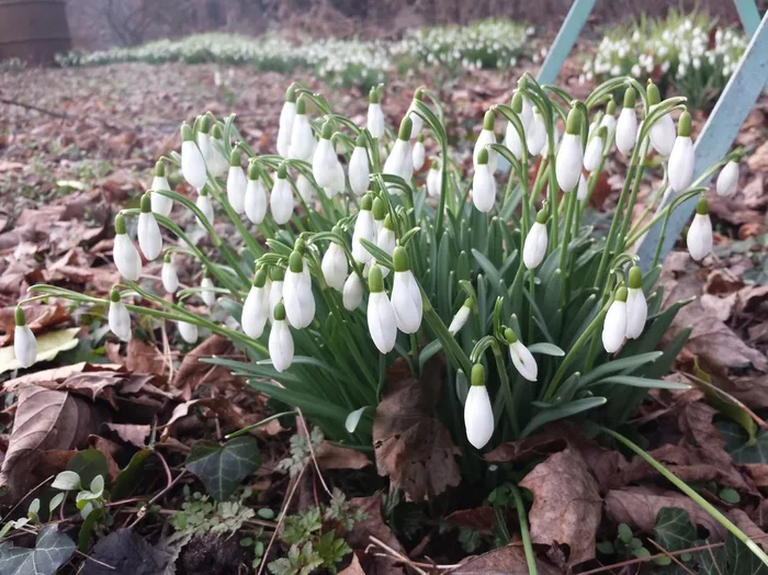 Galanthus nivalis ssp. nivalis (Kleines Schneeglöckchen)