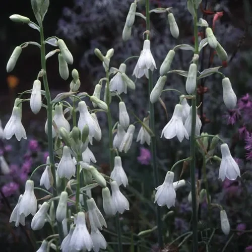Galtonia Candicans