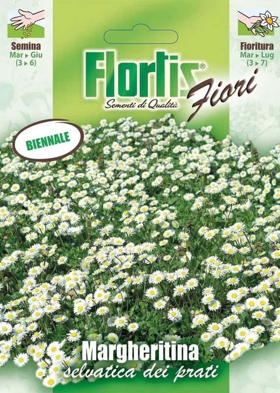 Gänseblümchen