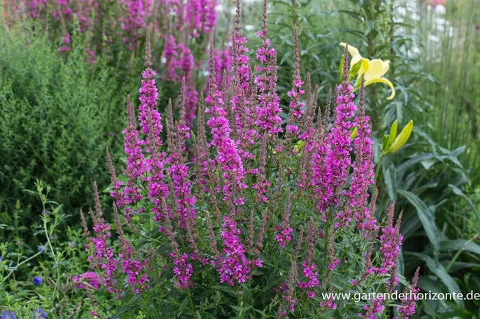 Garten-Blut-Weiderich
