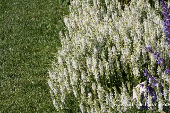 Garten-Blüten-Salbei ‚Adrian‘
