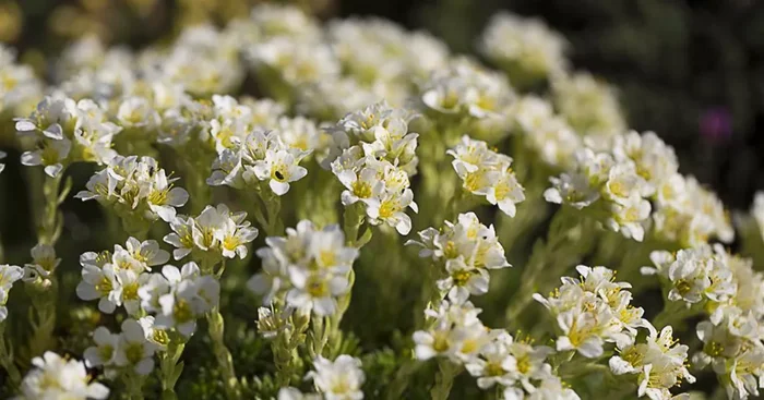 Garten-Elfenbein-Steinbrech ‚Alba‘