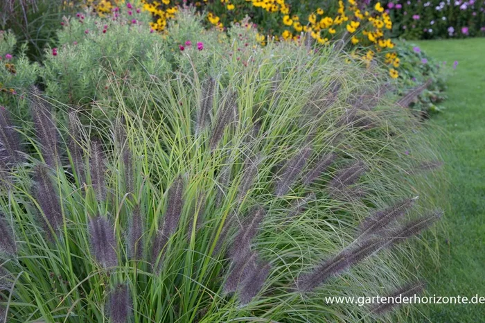 Garten-Federborstengras ‚Moudry‘