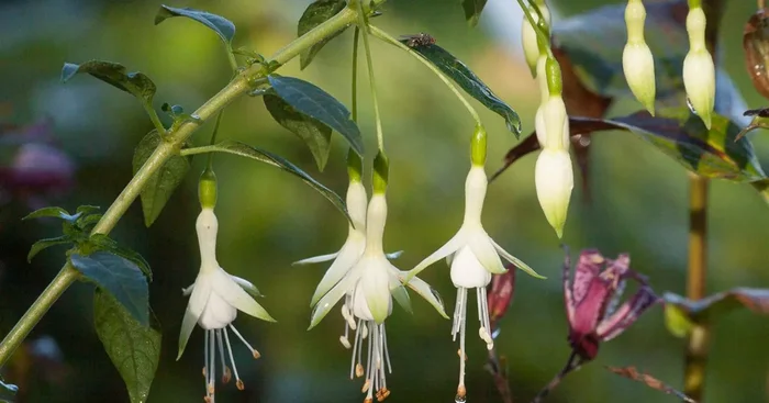 Garten-Fuchsie ‚Hawkshead‘