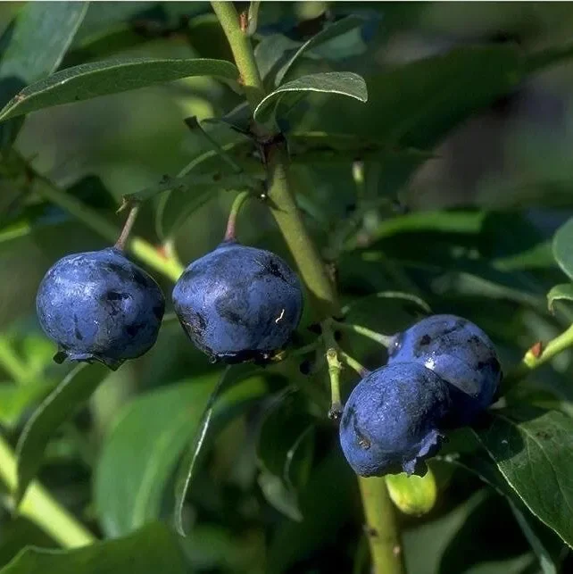 Garten-Heidelbeere ‚Blue Jay‘