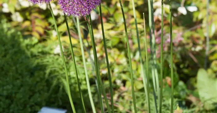Garten-Kugel-Lauch ‚Purple Sensation‘