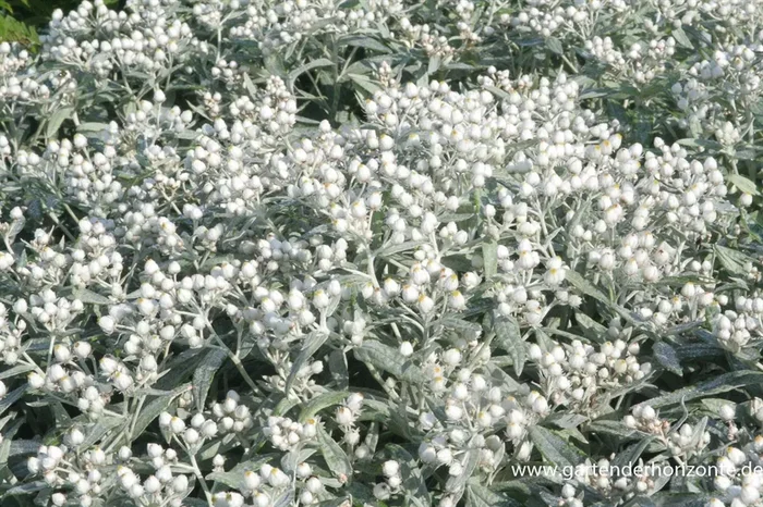 Garten-Perlkörbchen ‚Sommerschnee‘