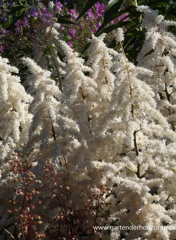 Garten-Prachtspiere ‚Deutschland‘