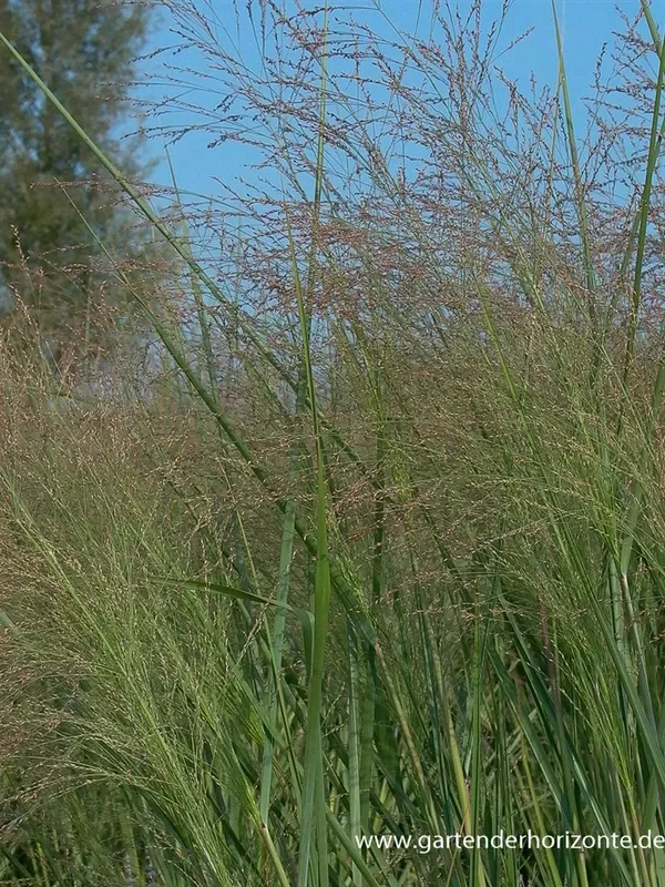 Garten-Ruten-Hirse ‚Cloud Nine‘