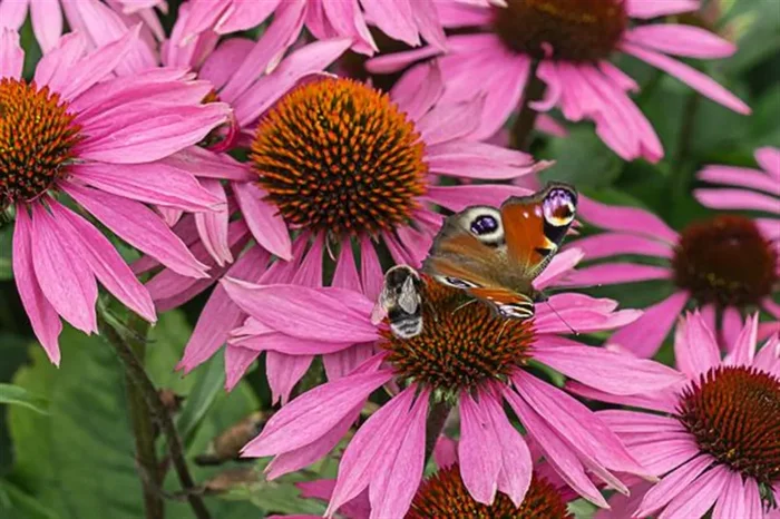 Garten-Scheinsonnenhut ‚Leuchtstern‘