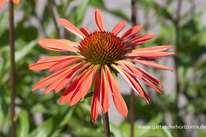 Garten-Scheinsonnenhut ‚Sundown‘