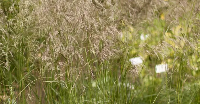 Garten-Schmiele ‚Schottland‘