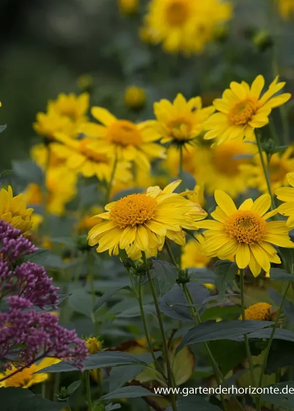 Garten-Stauden-Sonnenblume ‚Meteor‘