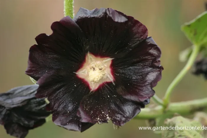Garten-Stockrose ‚Nigra‘