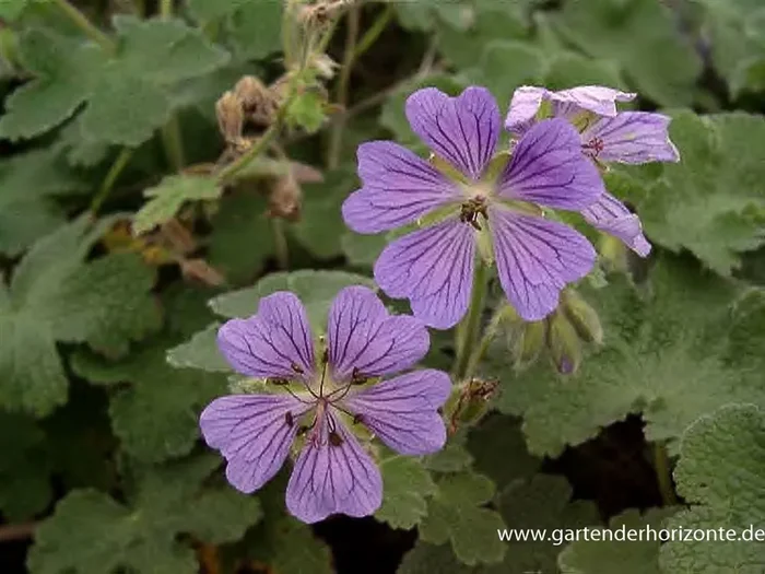 Garten-Storchschnabel ‚Philippe Vapelle‘