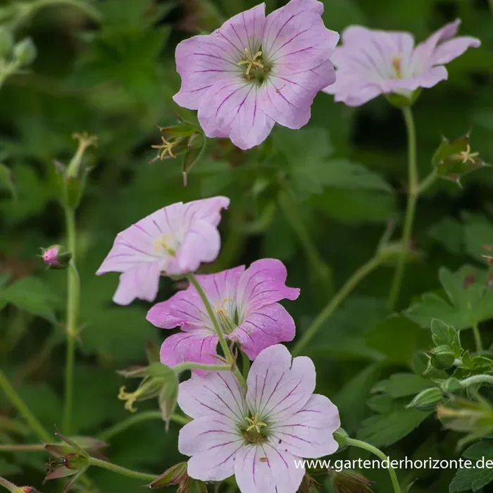Garten-Storchschnabel