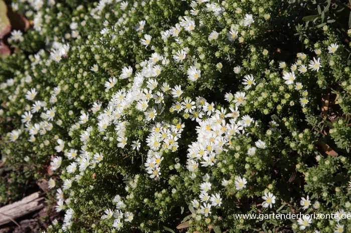 Garten-Teppich-Aster ‚Snow Flurry‘