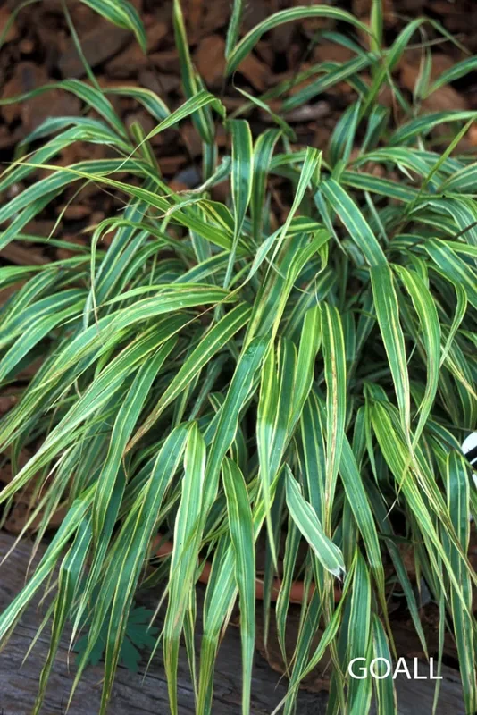 Garten-Ziergras ‚Albostriata‘