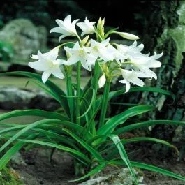 Gartenamaryllis Album