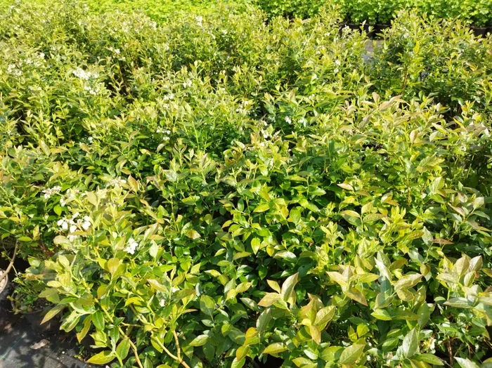 Gartenheidelbeere Goldtraube