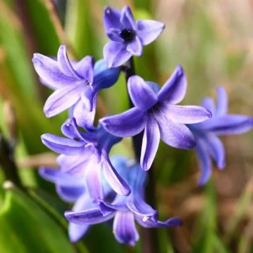 GartenhyazintheBlue Pearl