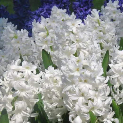 GartenhyazintheWhite Pearl