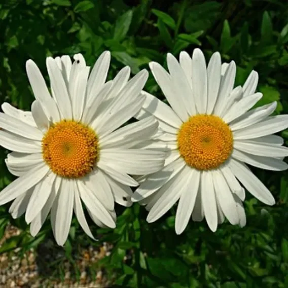 Gartenmargerite Gruppenstolz – Leucanthemum x suberbum