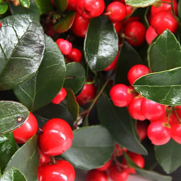 Gaultheria procumbens ‚Big Berry‘