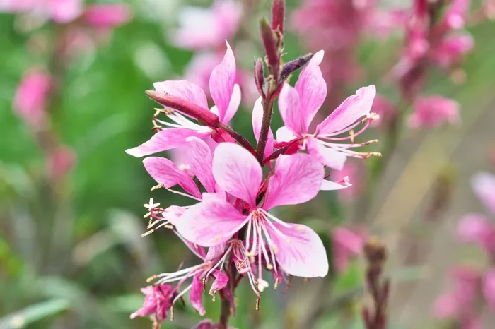 Gaura lindheimeri ‚Cherry Brandy‘ (Prachtkerze)