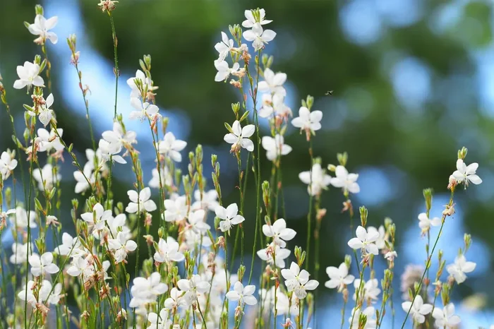 Gaura lindheimeri ‚Snowstorm‘ (Prachtkerze)