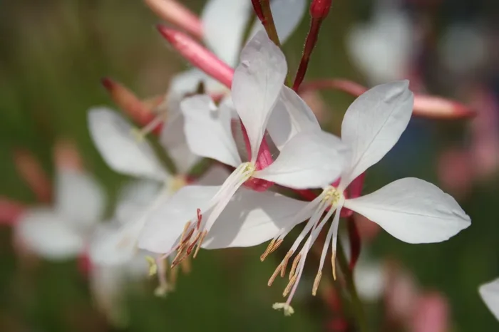Gaura lindheimeri ‚Summer Breeze‘ (Prachtkerze)