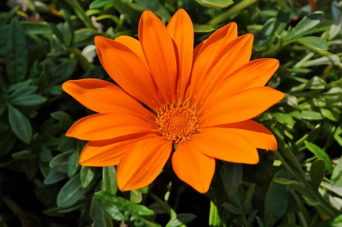 Gazania Orange