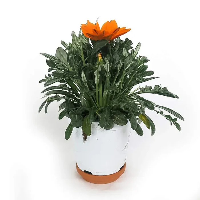 GAZANIA VASE 14cm