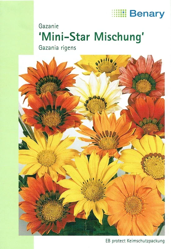 Gazanie Mini-Star Mischung