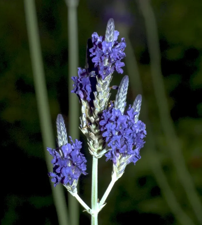 Gefiederter Lavendel, Lavandula pinnata