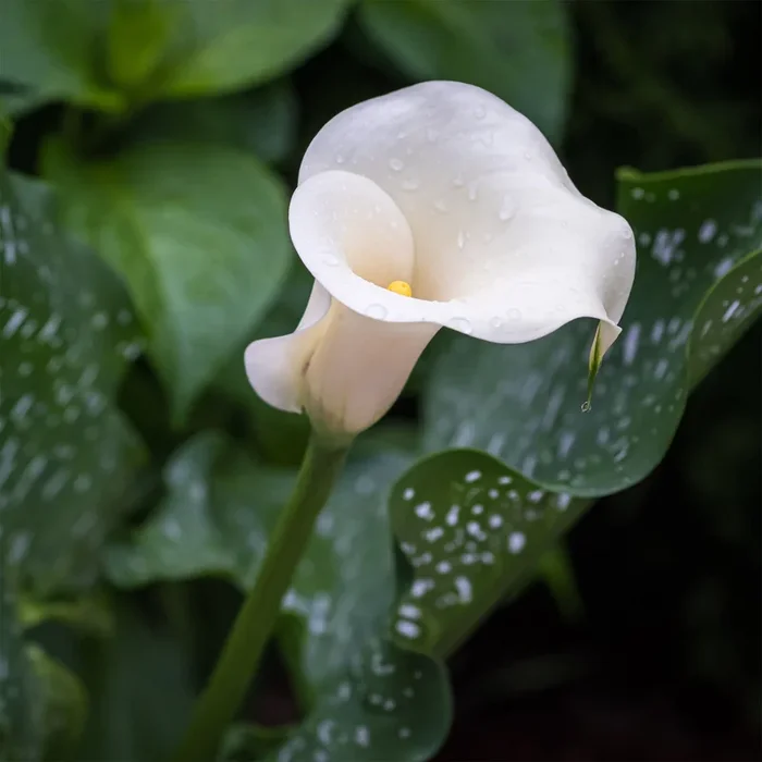 Gefleckte Calla (x2)