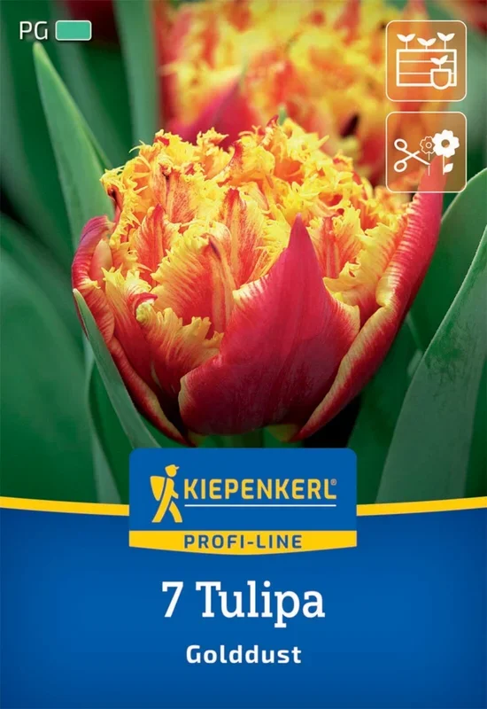 Gefranste Tulpe Golddust (7 Stück)