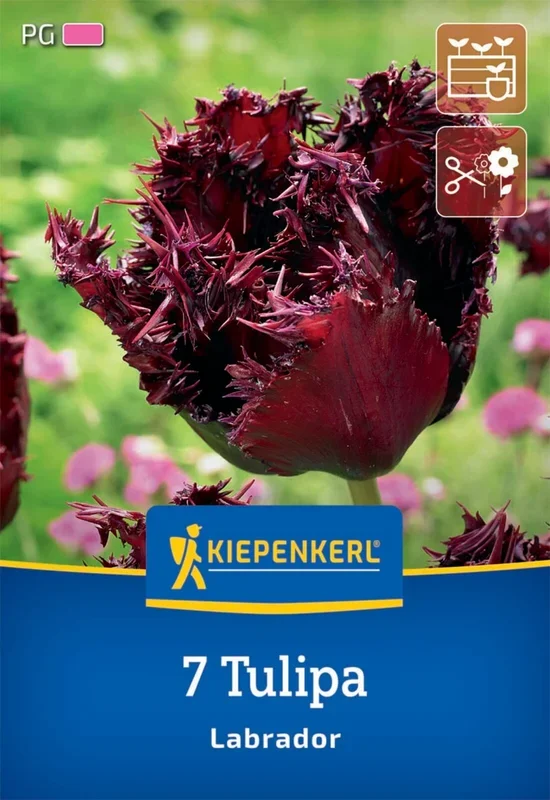 Gefranste Tulpe Labrador (7 Stück)
