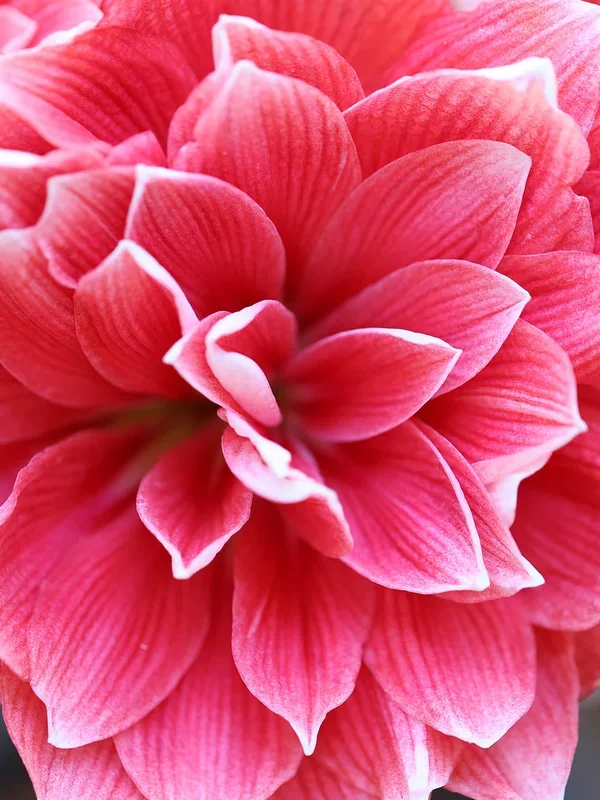 Gefüllte Amaryllis Double Dream