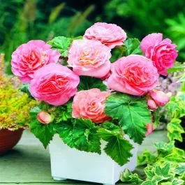 Gefüllte Begonie Non Stop rosa